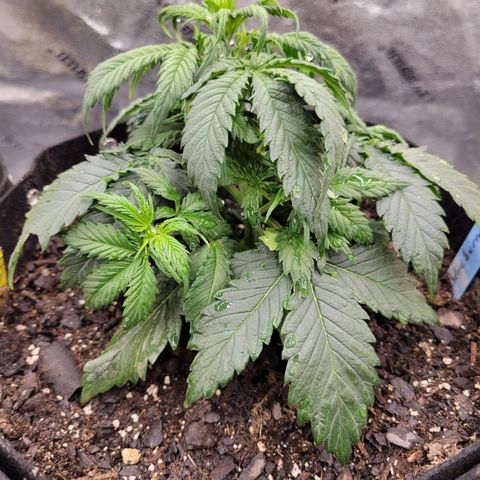 Blueberry Auto (ILGM) growlog photo: Leafy MF
