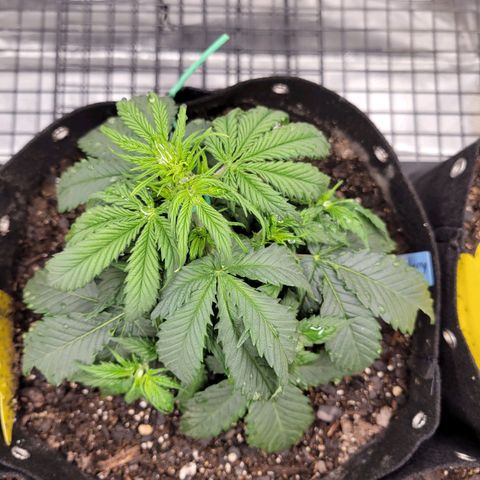 Blueberry Auto (ILGM) growlog photo: Leafy MF