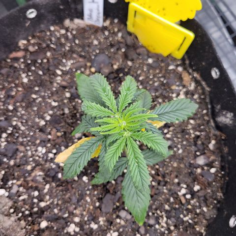 Blue Dream Auto #1 (ILGM) growlog timeline photo