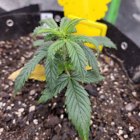 Blue Dream Auto #1 (ILGM) growlog timeline photo