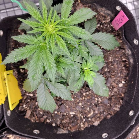Girl Scout Cookies Extreme auto #1 (ILGM) growlog timeline photo