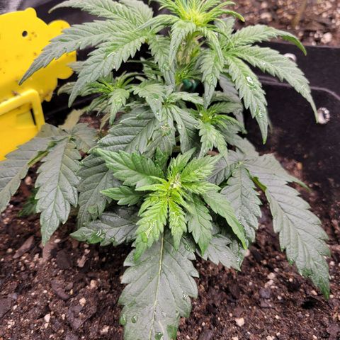 Girl Scout Cookies Extreme auto #1 (ILGM) growlog timeline photo