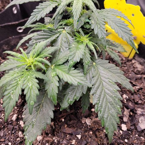 Girl Scout Cookies Extreme auto #2 (ILGM) growlog photo: All nodes have pistles 