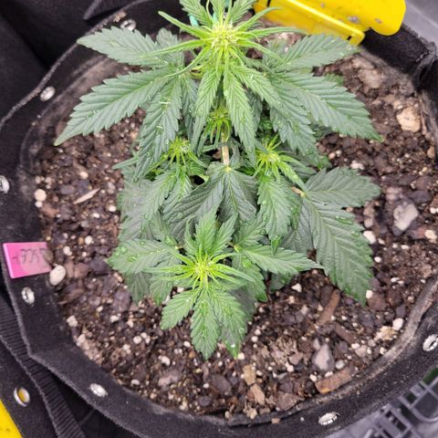 Girl Scout Cookies Extreme auto #2 (ILGM) growlog photo: All nodes have pistles 