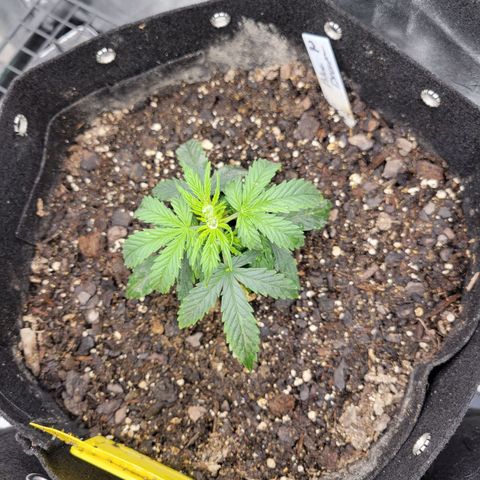 Blue Dream auto #2 (ILGM) growlog timeline photo
