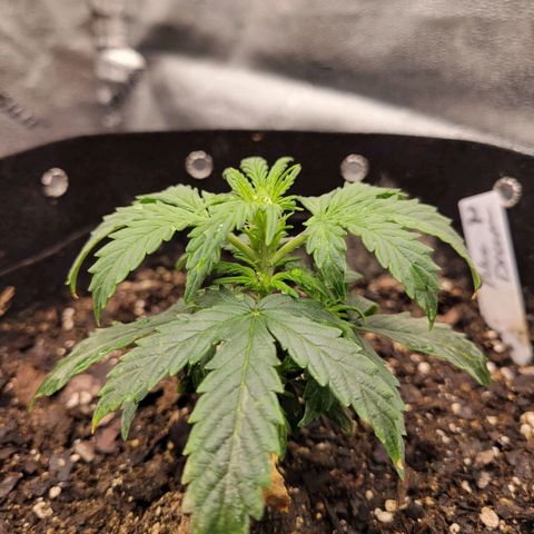 Blue Dream auto #2 (ILGM) growlog timeline photo