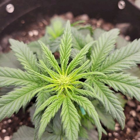 Girl Scout Cookies Extreme auto #1 (ILGM) growlog timeline photo