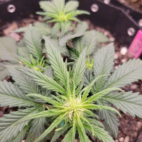 Girl Scout Cookies Extreme auto #2 (ILGM) growlog timeline photo