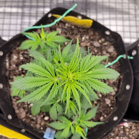 Blueberry Auto (ILGM) growlog timeline photo