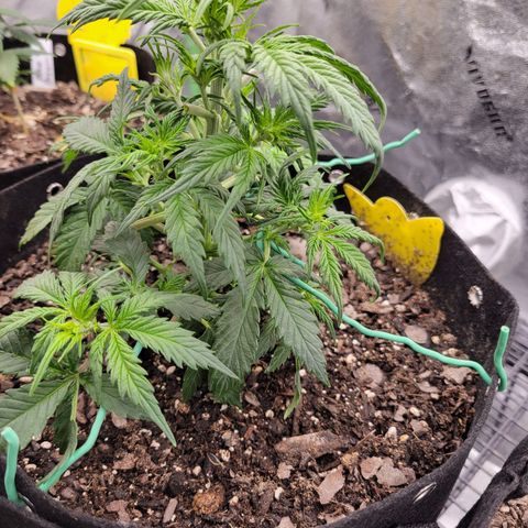 Blueberry Auto (ILGM) growlog timeline photo