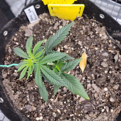 Blue Dream Auto #1 (ILGM) growlog timeline photo