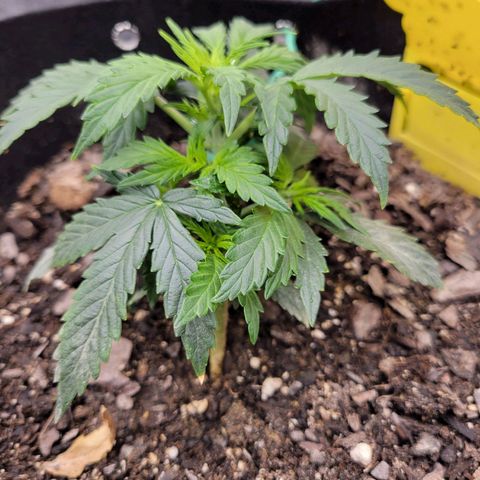 Blue Dream auto #2 (ILGM) growlog timeline photo