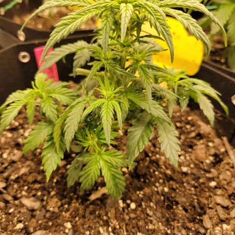 Girl Scout Cookies Extreme auto #1 (ILGM) growlog timeline photo