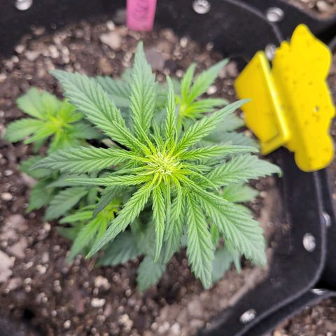 Girl Scout Cookies Extreme auto #1 (ILGM) growlog timeline photo