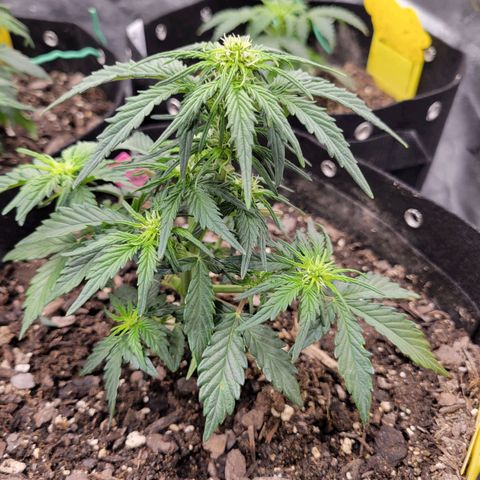Girl Scout Cookies Extreme auto #2 (ILGM) growlog timeline photo