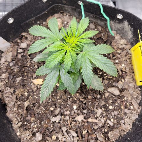 Blue Dream auto #2 (ILGM) growlog timeline photo