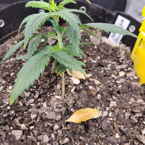 Blue Dream Auto #1 (ILGM) growlog timeline photo