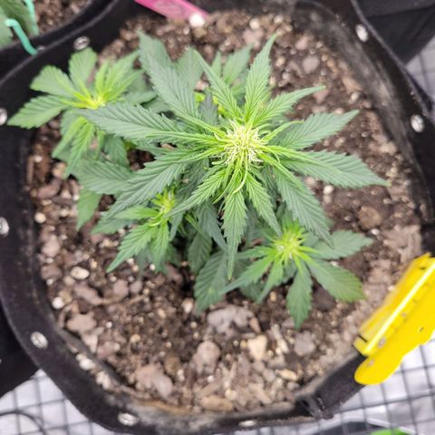 Girl Scout Cookies Extreme auto #2 (ILGM) growlog timeline photo