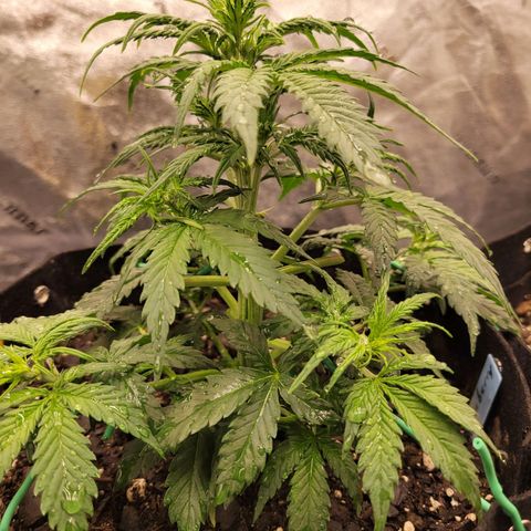 Blueberry Auto (ILGM) growlog timeline photo