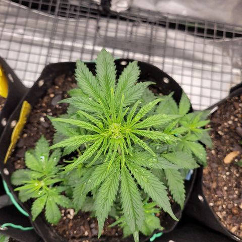 Blueberry Auto (ILGM) growlog timeline photo