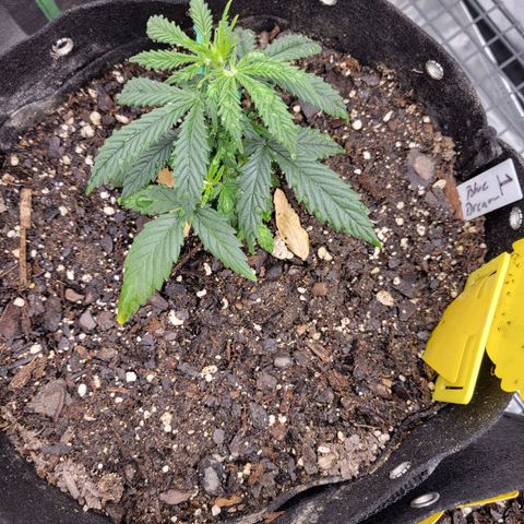 Blue Dream Auto #1 (ILGM) growlog timeline photo