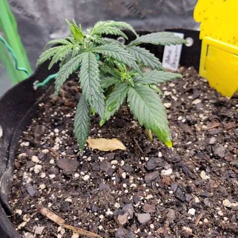 Blue Dream Auto #1 (ILGM) growlog timeline photo