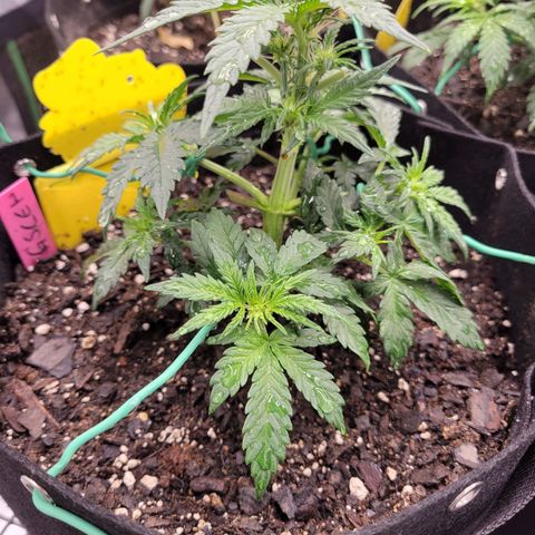 Girl Scout Cookies Extreme auto #1 (ILGM) growlog timeline photo