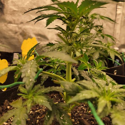 Girl Scout Cookies Extreme auto #1 (ILGM) growlog timeline photo
