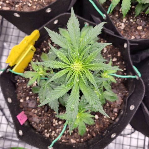 Girl Scout Cookies Extreme auto #1 (ILGM) growlog timeline photo