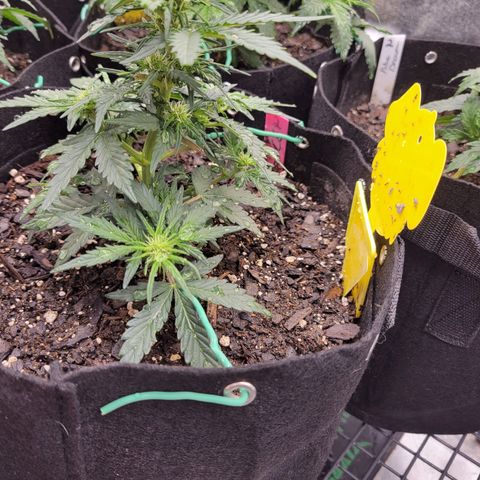 Girl Scout Cookies Extreme auto #2 (ILGM) growlog timeline photo