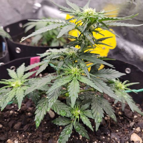 Girl Scout Cookies Extreme auto #2 (ILGM) growlog timeline photo