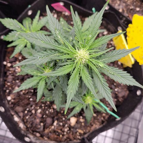 Girl Scout Cookies Extreme auto #2 (ILGM) growlog timeline photo