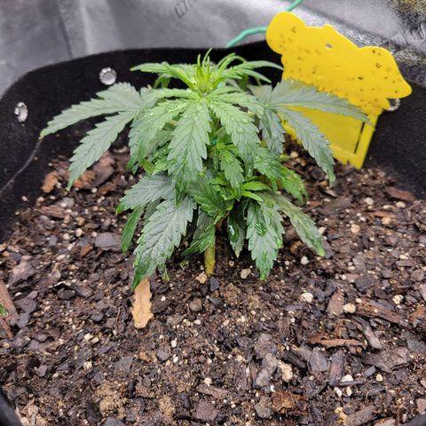 Blue Dream auto #2 (ILGM) growlog timeline photo