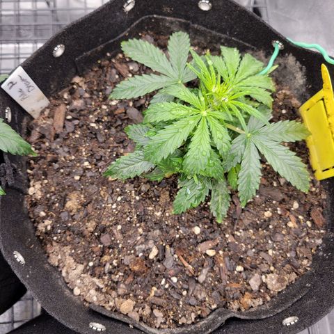 Blue Dream auto #2 (ILGM) growlog timeline photo