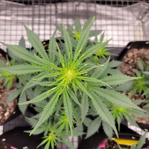 Blueberry Auto (ILGM) growlog timeline photo
