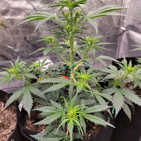 Blueberry Auto (ILGM) growlog timeline photo