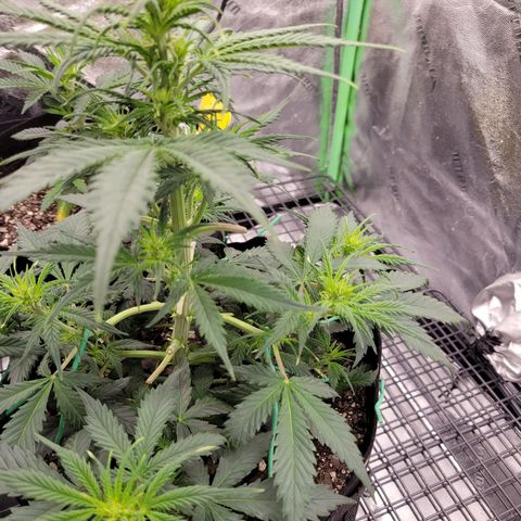 Blueberry Auto (ILGM) growlog timeline photo