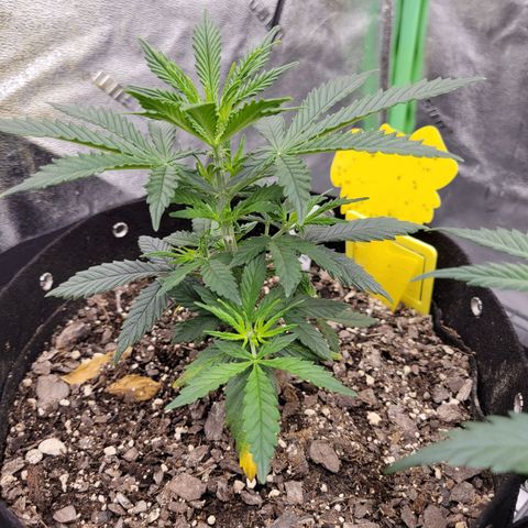 Blue Dream Auto #1 (ILGM) growlog timeline photo