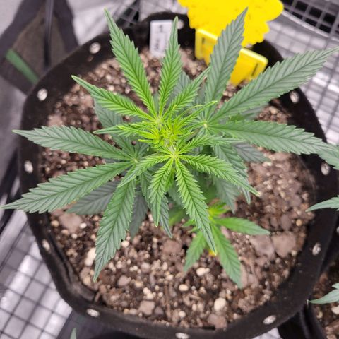 Blue Dream Auto #1 (ILGM) growlog timeline photo