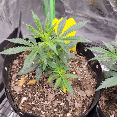 Blue Dream Auto #1 (ILGM) growlog timeline photo