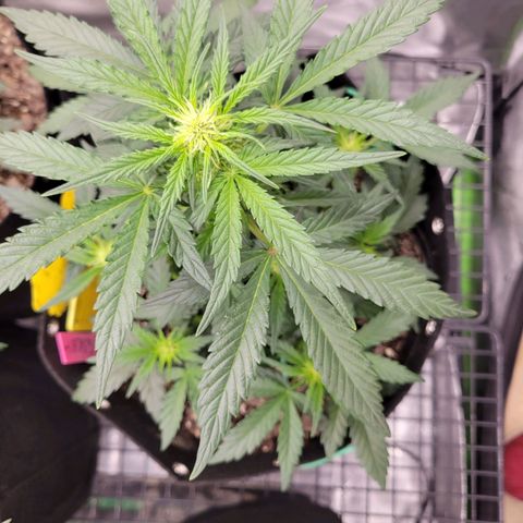 Girl Scout Cookies Extreme auto #1 (ILGM) growlog timeline photo