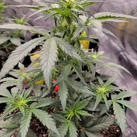 Girl Scout Cookies Extreme auto #1 (ILGM) growlog timeline photo