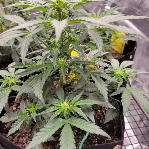Girl Scout Cookies Extreme auto #1 (ILGM) growlog timeline photo