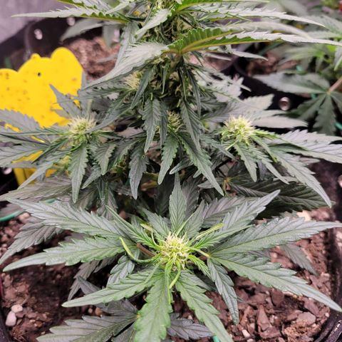 Girl Scout Cookies Extreme auto #2 (ILGM) growlog timeline photo