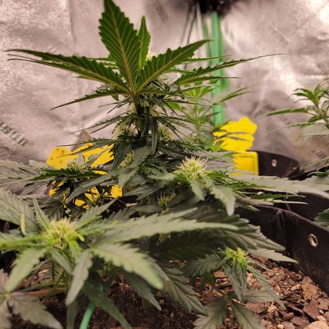 Girl Scout Cookies Extreme auto #2 (ILGM) growlog timeline photo