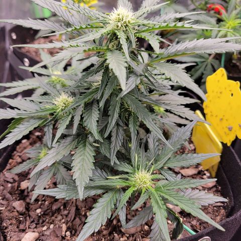 Girl Scout Cookies Extreme auto #2 (ILGM) growlog timeline photo