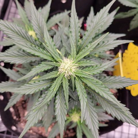 Girl Scout Cookies Extreme auto #2 (ILGM) growlog timeline photo