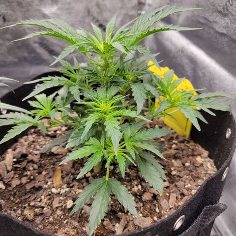 Blue Dream auto #2 (ILGM) growlog timeline photo