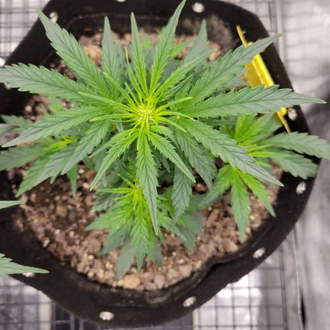Blue Dream auto #2 (ILGM) growlog timeline photo