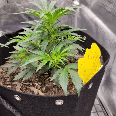 Blue Dream auto #2 (ILGM) growlog timeline photo